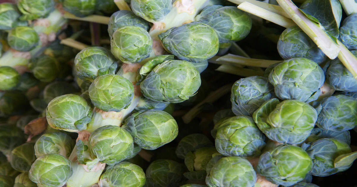 Large harvest from brussels sprouts