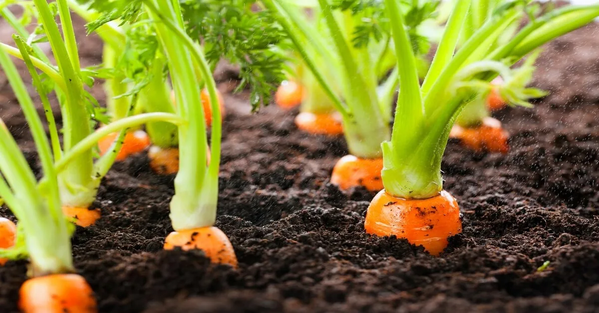 High yielding carrot plants