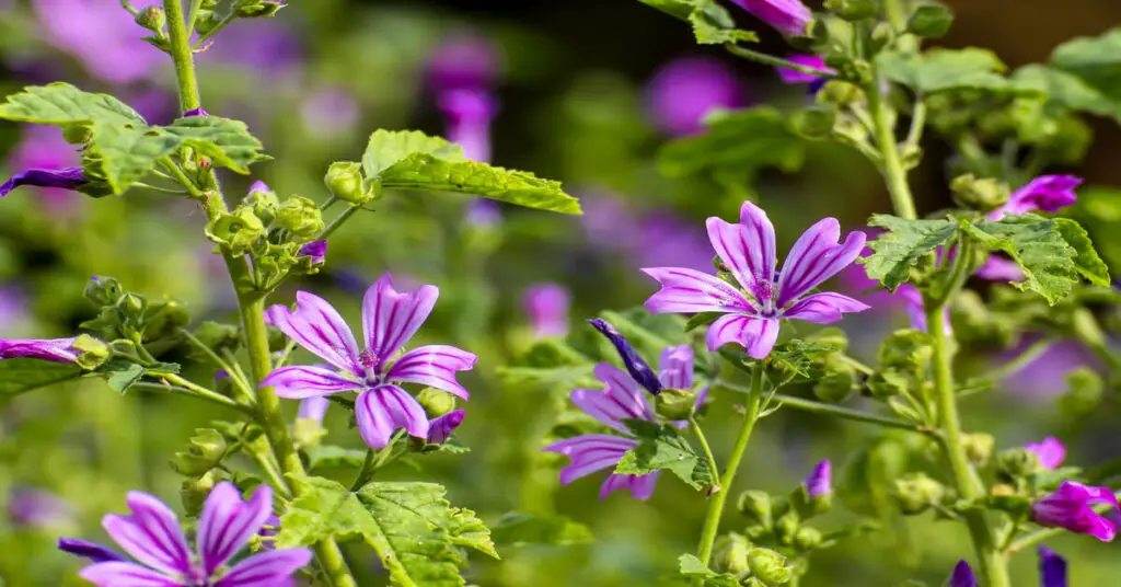 Chaos Gardening (How to Plant a Chaos Garden) - GIY Plants