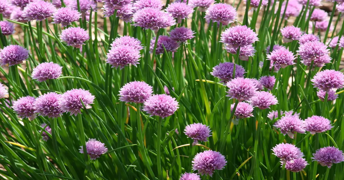 Growing chives in a vertical garden
