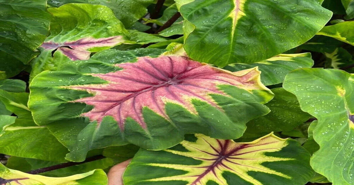アメリカ通販ファッション Light Colocasia Pillar: Growth Optimal for Instructions Care その他観葉植物