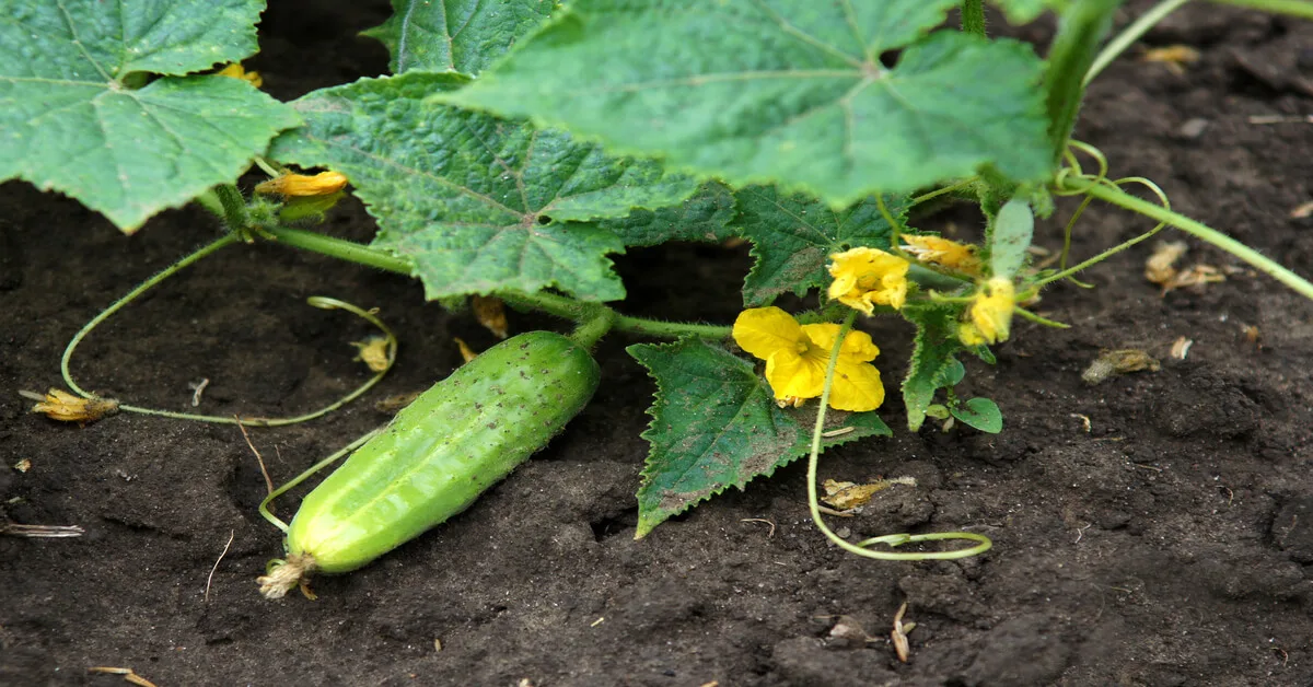 High yielding cucumber plants for small gardens