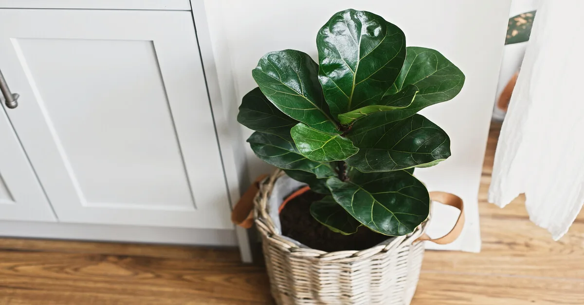 Most Profitable Houseplants to Grow & Sell - GIY Plants