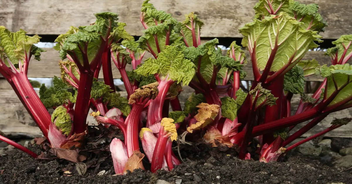 Rhubarb Companion Plants (Best & Worst) GIY Plants