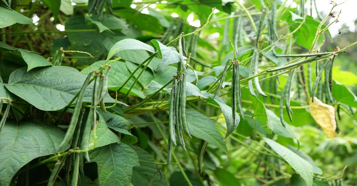 High yielding green bean plants
