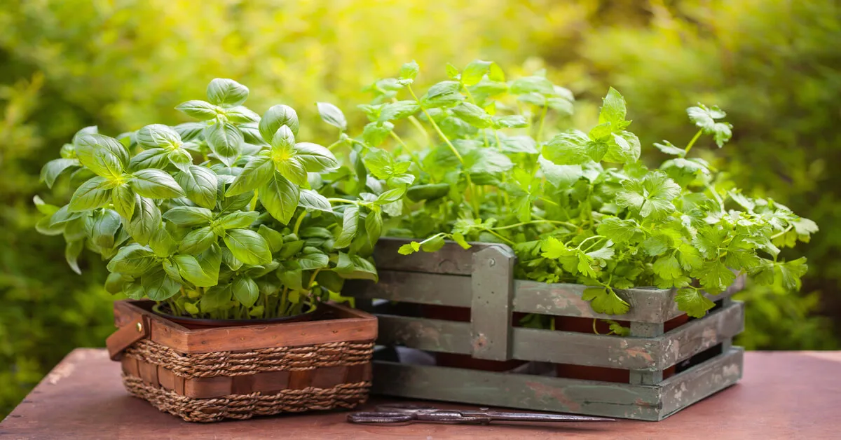 Best high yielding herbs for small gardens