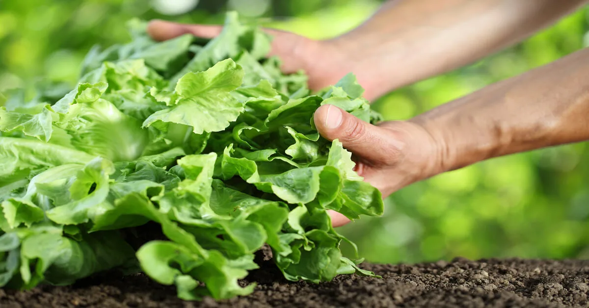 High yielding lettuce for small gardens