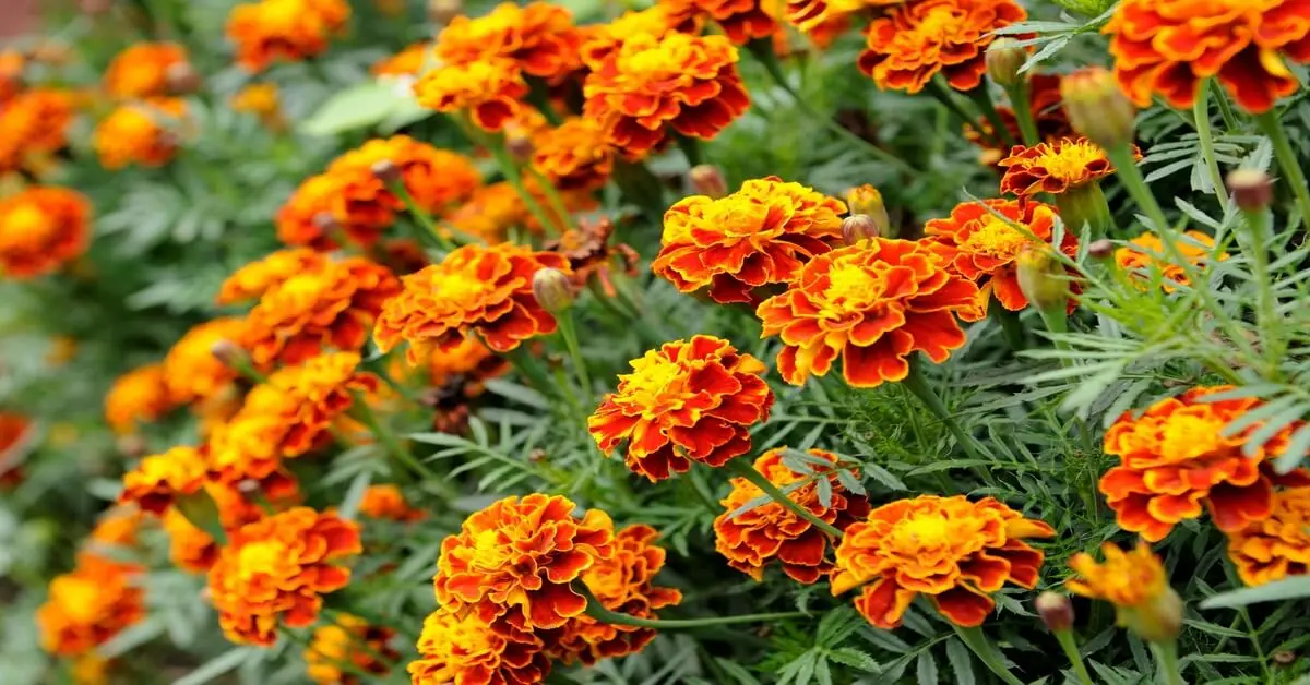 Growing marigolds in a tower garden