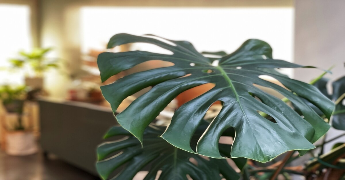 Monstera plant indoors to lower humidity