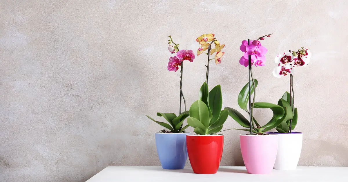 Four potted orchid houseplants to dehumidify indoor air