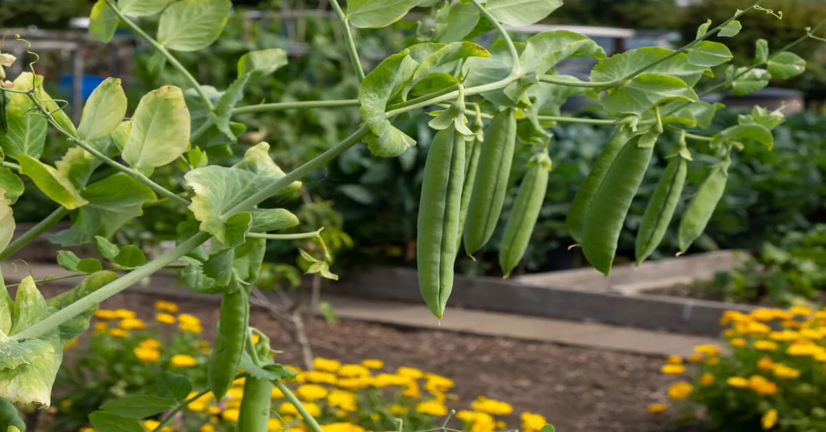 High yielding peas