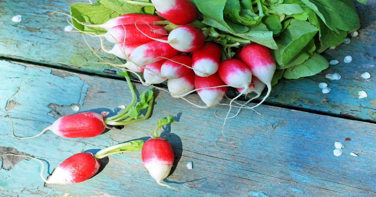 Radish for high yielding small gardens