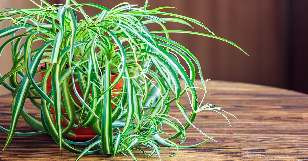 Selling propagated spider plants