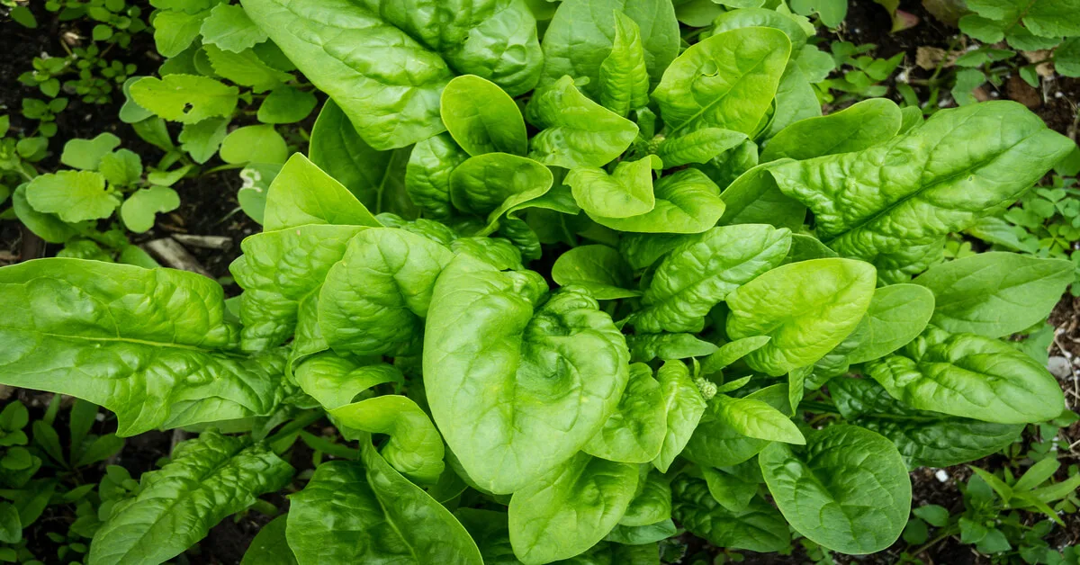 Spinach for small gardens