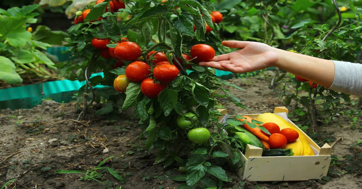 High yielding tomato plant for small gardens