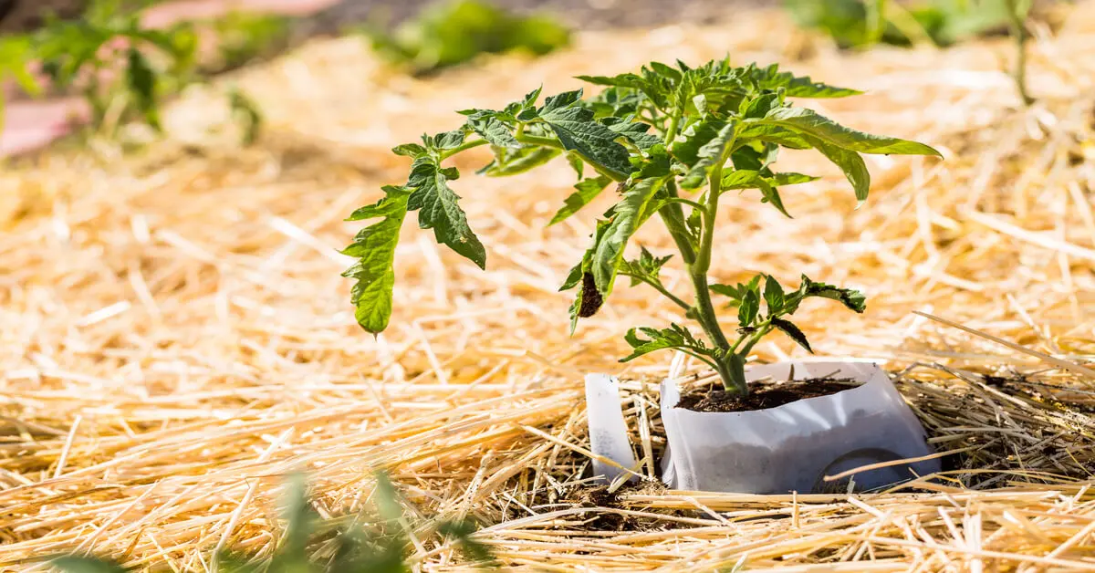 What is milk jug gardening