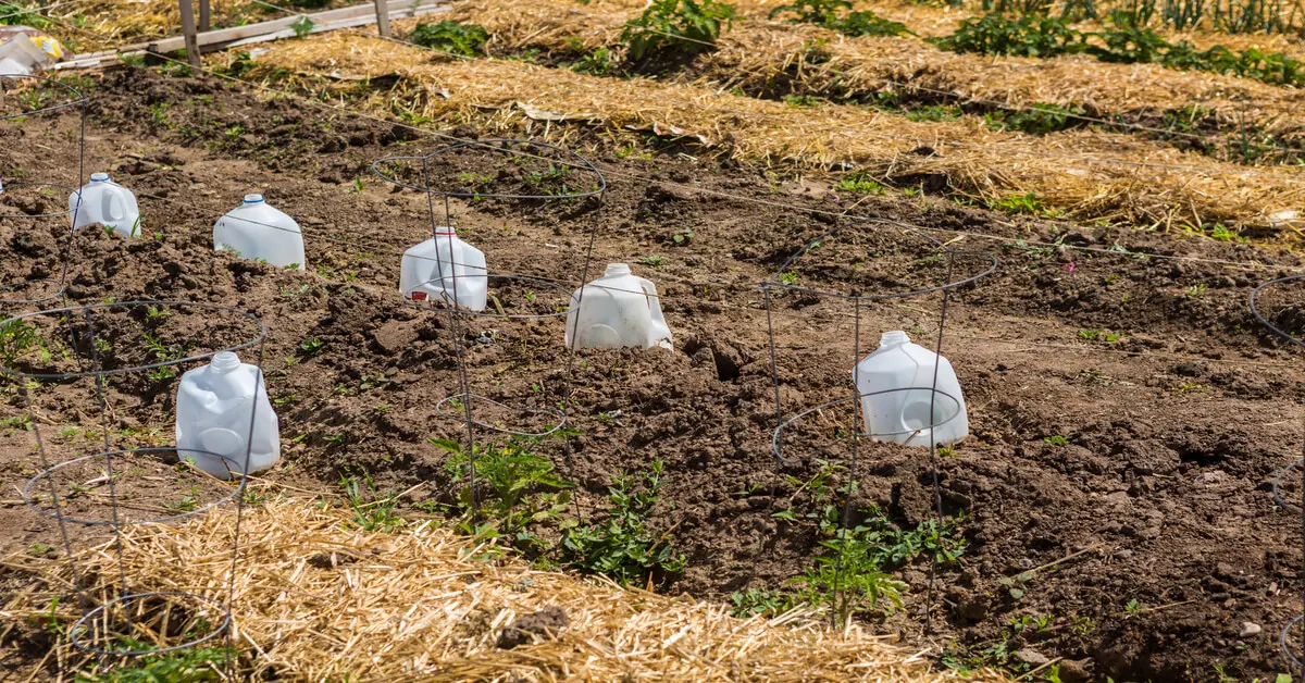 Protect Your Seedlings By Using Milk Jugs