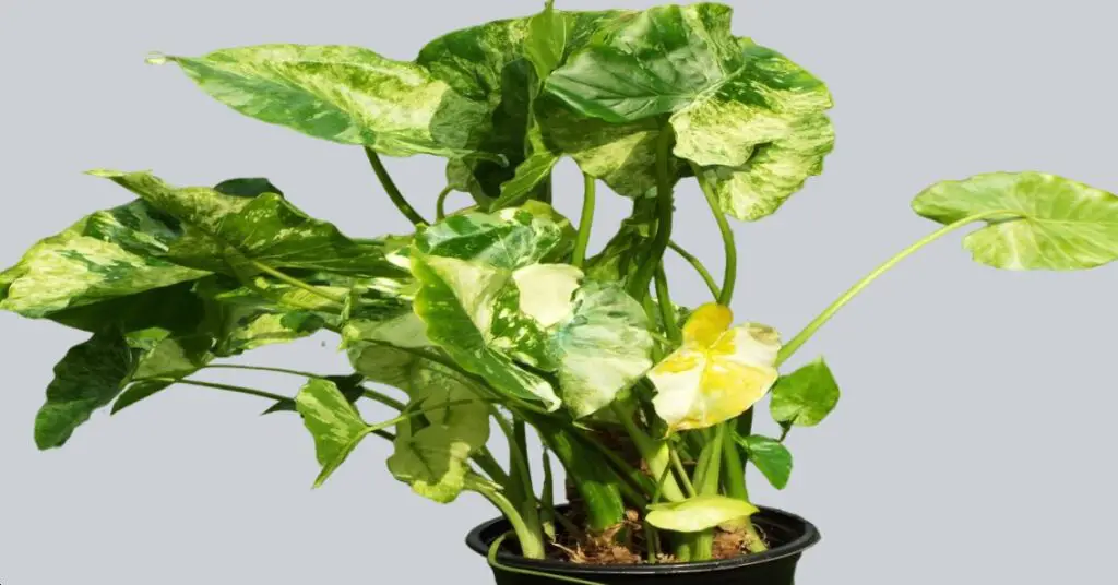 Alocasia dawn variegated elephant ear plant patent PP35010