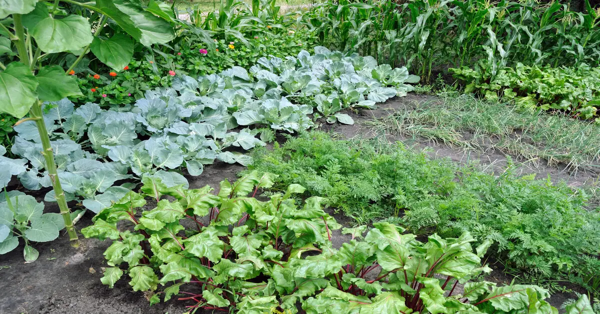 Grow your own food for climate-conscious gardening