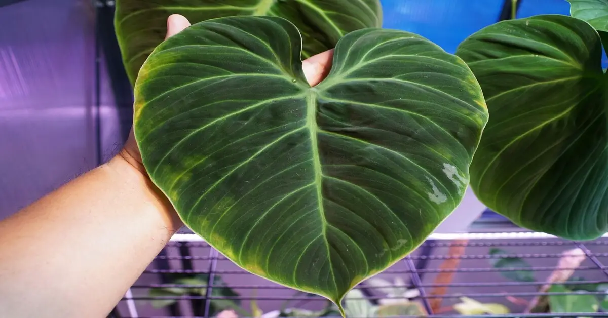 Philodendron rubrijuvenile or El Choco Red Plant Care