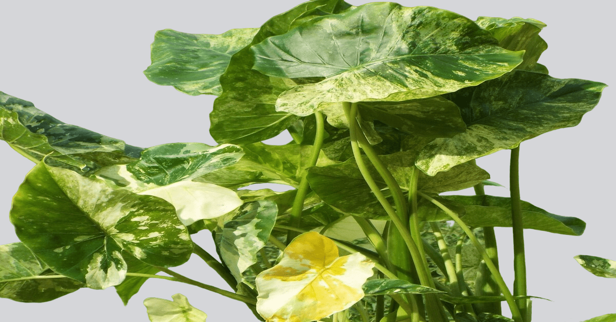 Variegated alocasia dawn rare plant from nature's way farms