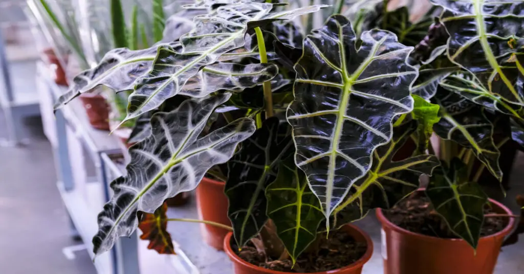 Alocasia African Mask plant care guide