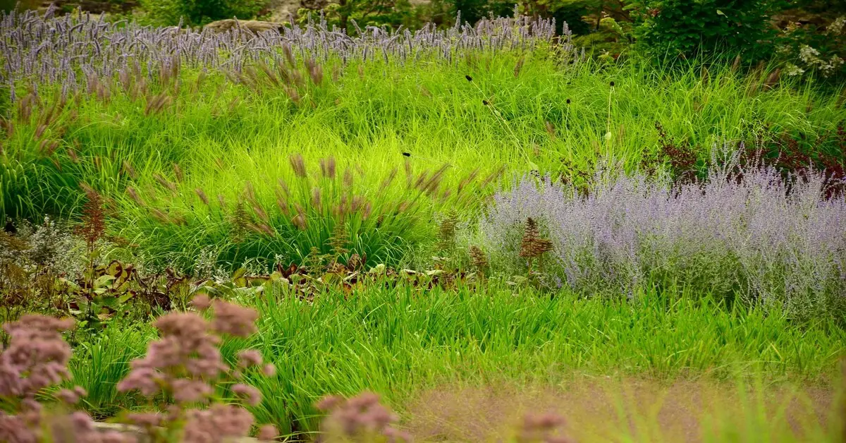 Growing native plants for climate-conscious gardening