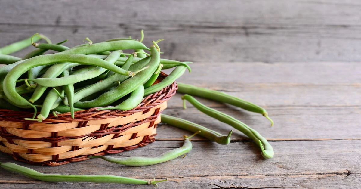 Wicker basket full of harvested green beans with an old wooden background.