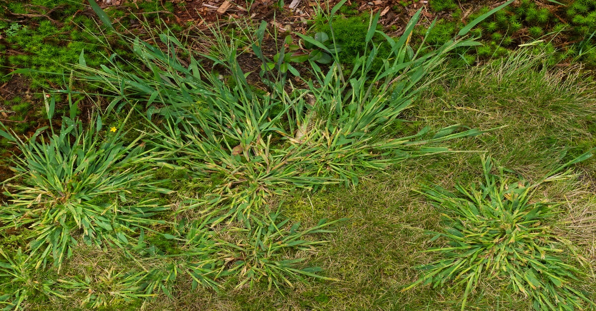 Patches of crabgrass growing in the lawn.