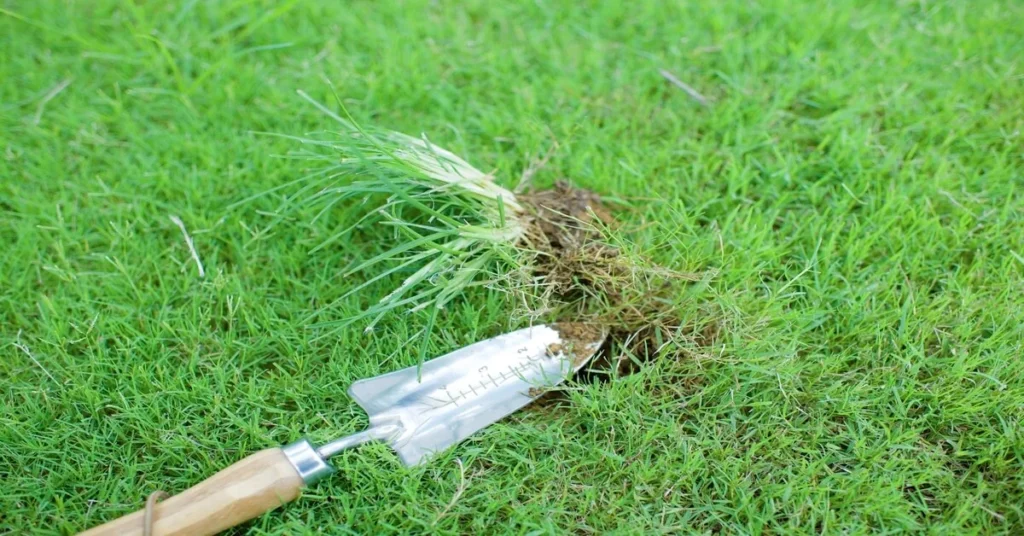 Dallisgrass vs. Crabgrass (Lawn Weeds) – GIY Plants