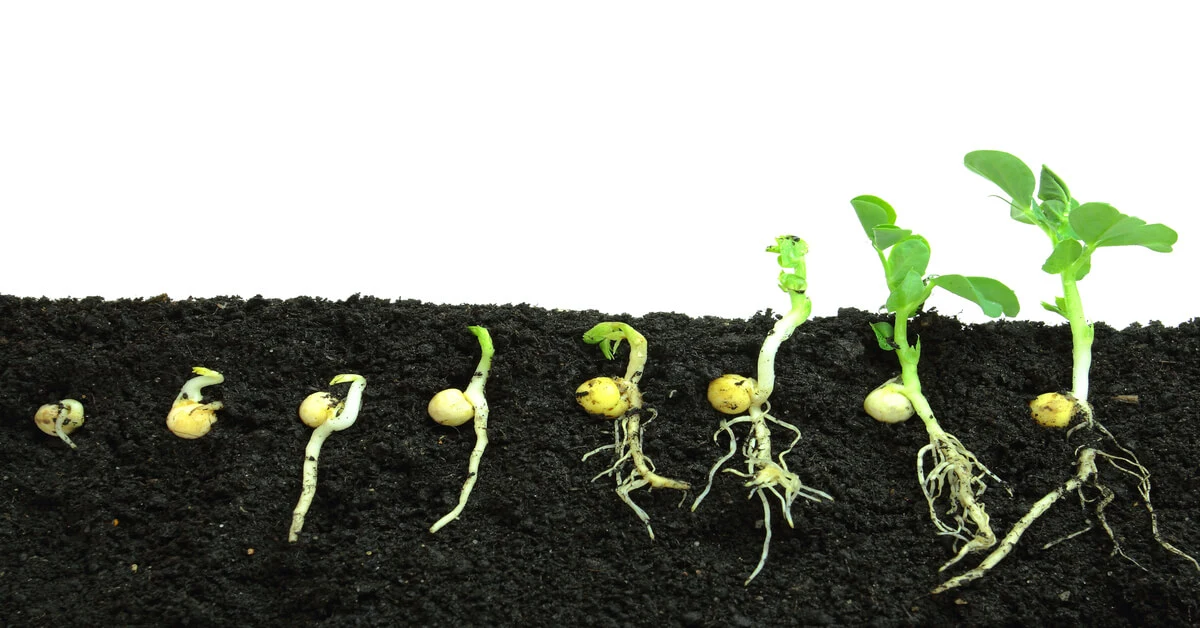 Seed germinating in soil progression vs paper towel method.