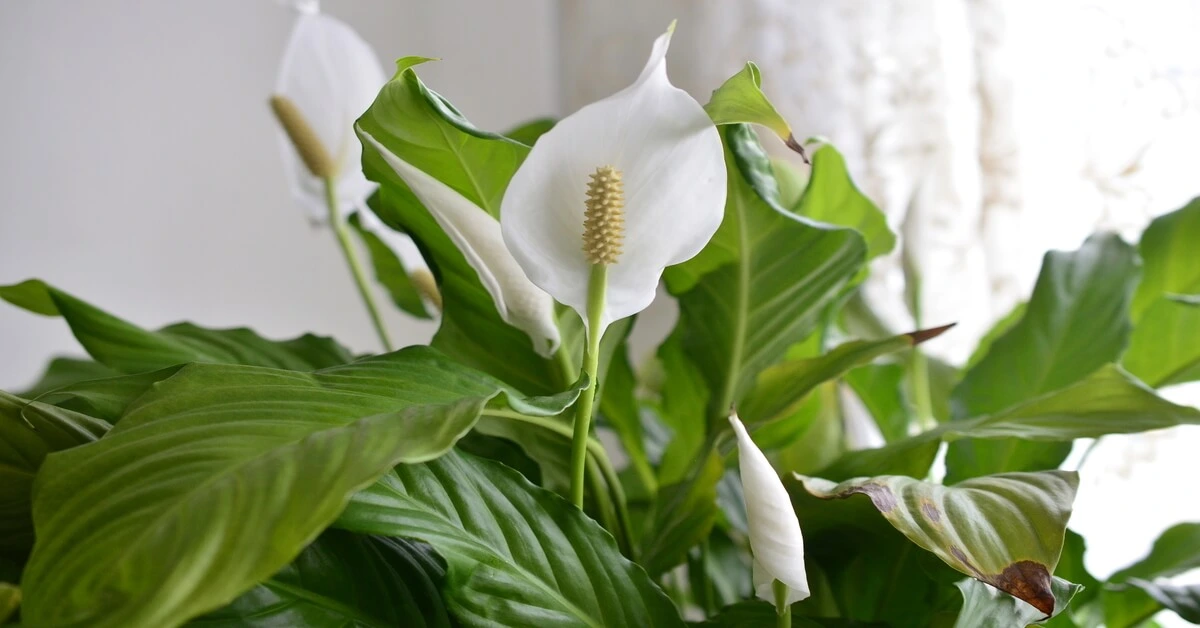 Peace lily flower in pot sitting on table in front of window with white blooms.