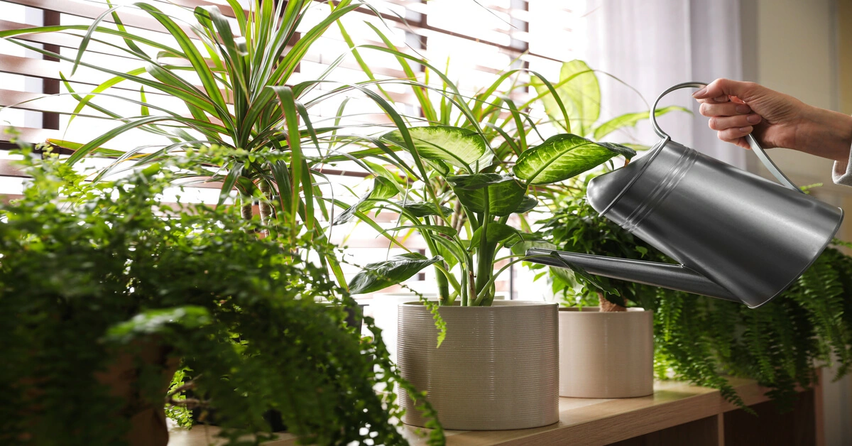 How Often Should You Water Houseplants? GIY Plants
