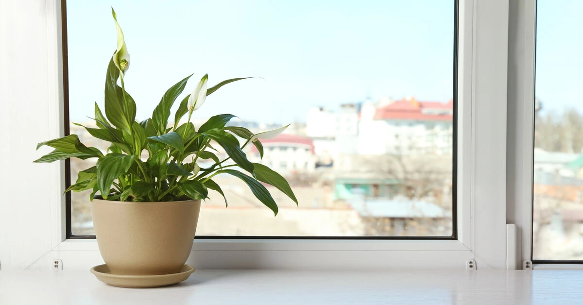 Peace lily plant in brown pot sitting on window ledge with a city in the background.