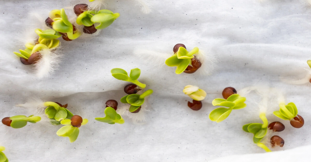 Close up of how to germinate seeds using the paper towel method.