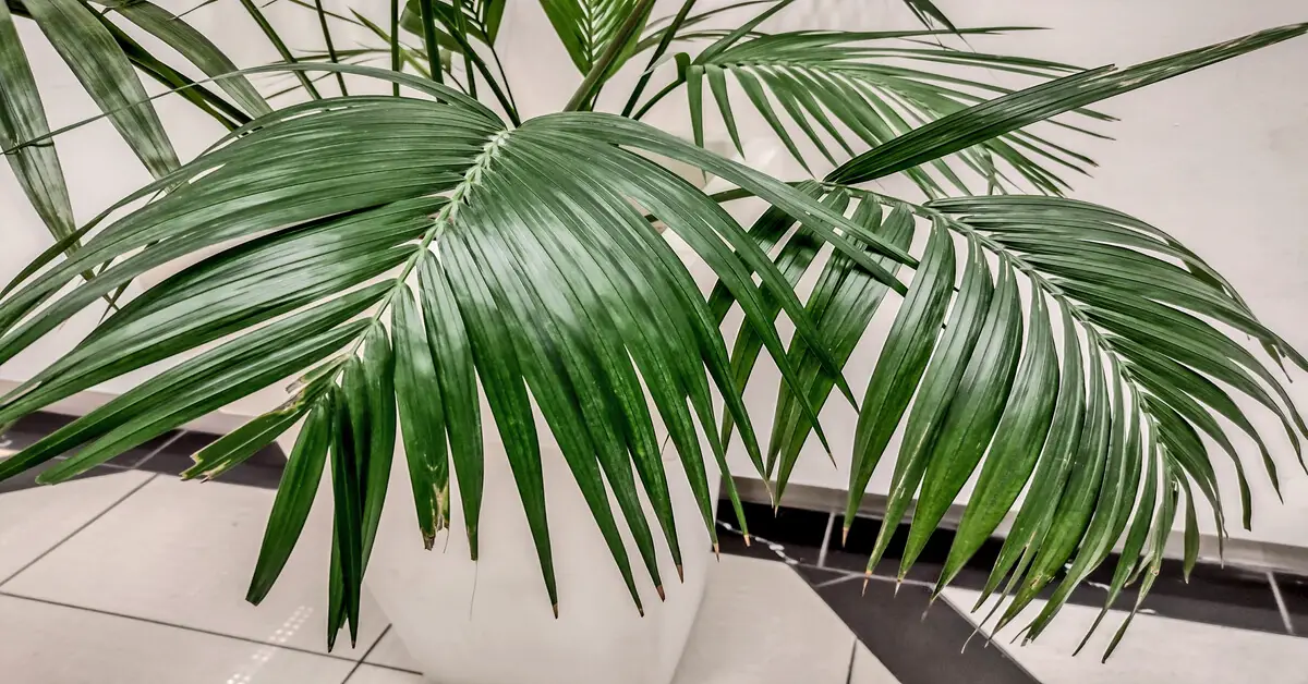 Close up of a kentia palm in a white pot on the floor.