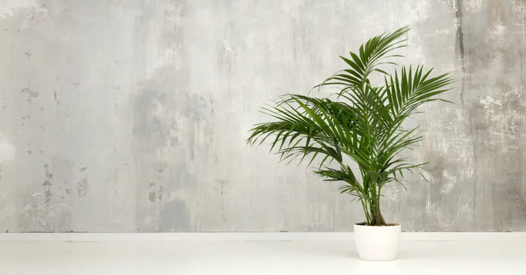 Kentia palm tree in a white pot sitting on the floor in front of a gray/white marbled wall.
