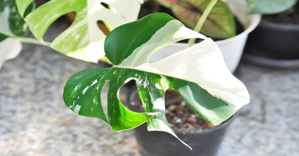 Showing the differences between Monstera Albo vs. Thai Constellation houseplants.