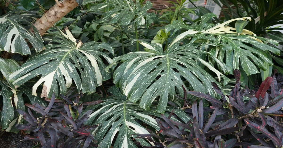 Close up of Monstera Thai Constellation variegated leaves.