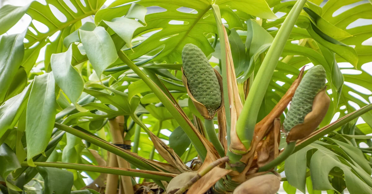 Monstera deliciosa fruit growing on the plant.