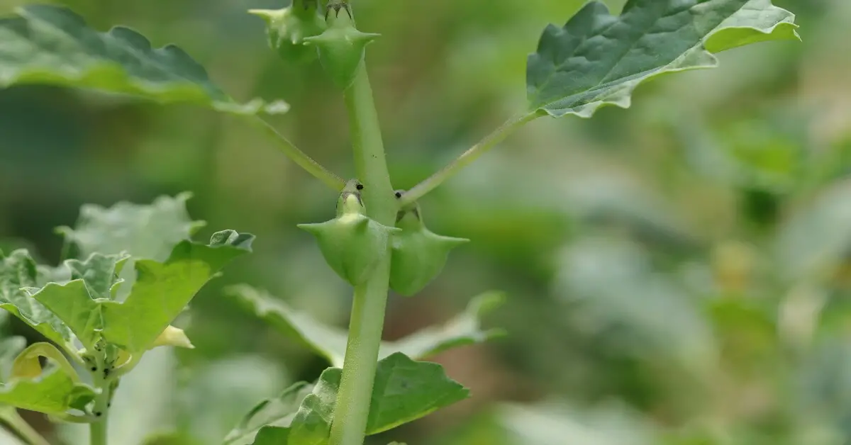 Close up of the goat head looking seed pods of the tribulus terrestris weed