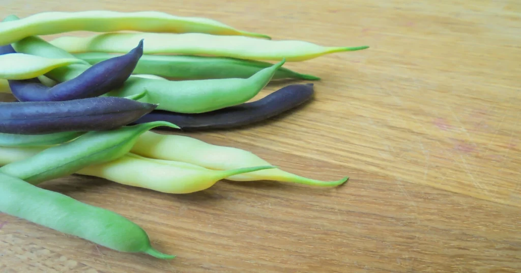 Three Types of green beans to grow that have been picked and laying on counter.