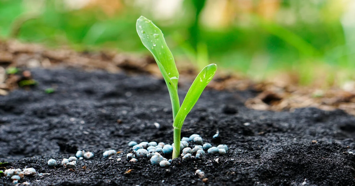 Granular fertilizer spread around a seedling growing in the soil.