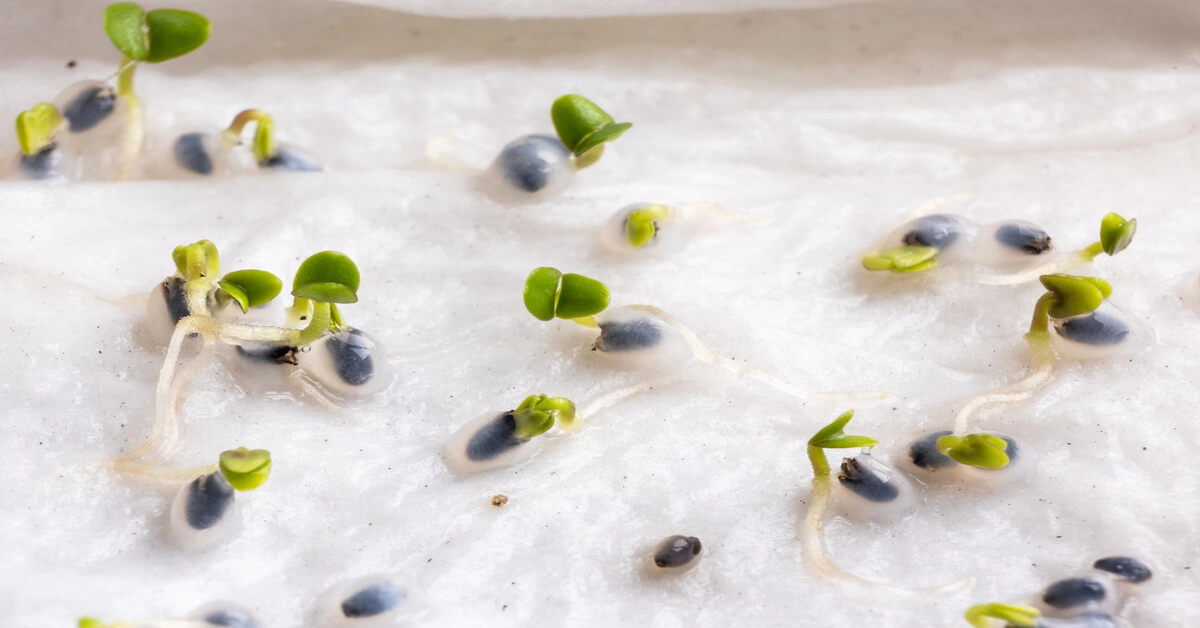 Seeds sprouting in a paper towel.