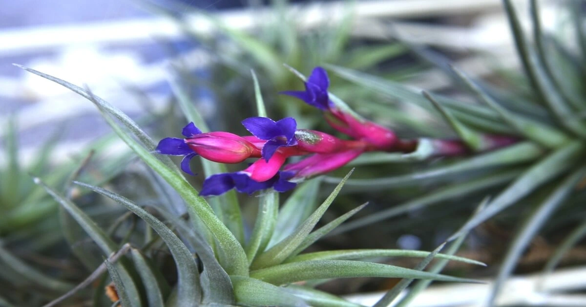 Air plant blooming with blue flowers.