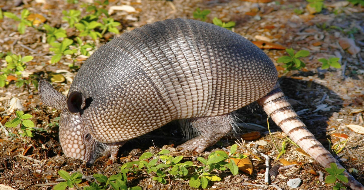 Armadillo digging around the ground looking for insects.