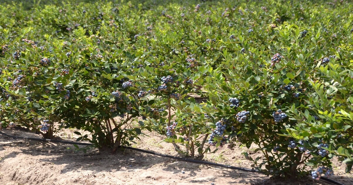 Highbush blueberry bushes growing on farm.