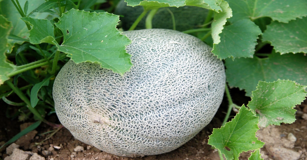 How to grow cantaloupe. Cantaloupe growing on vine in garden.