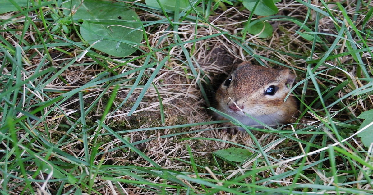 Chipmunk peeking out of his hole in the ground.