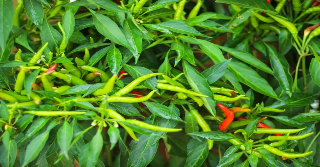 Several dragon cayenne pepper plants growing full of green and red peppers.